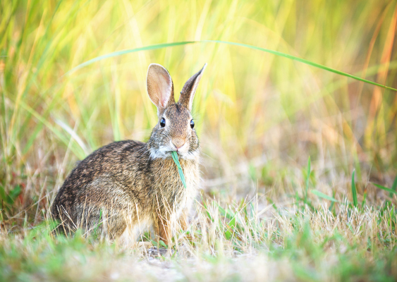 Binance Labs leads $1.6M seed round in DeFi startup MOUND, the developer of Pancake Bunny